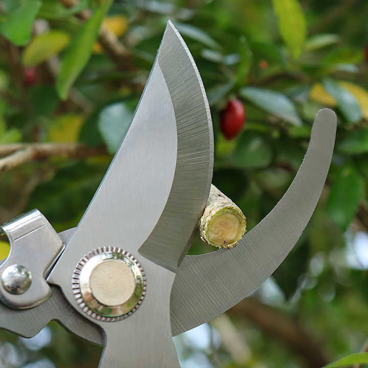 OEM Customizable Stainless Steel Garden Pruning Shears DIY Grade Fruit Graft Branch Scissors for Planting Hand Tools